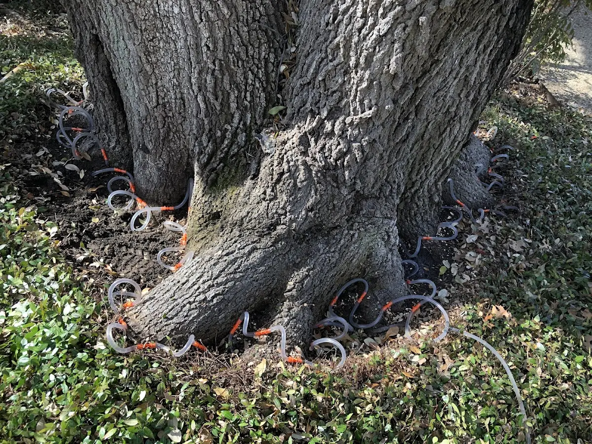 Detailed Tree Cabling and Bracing job site in Port Crane