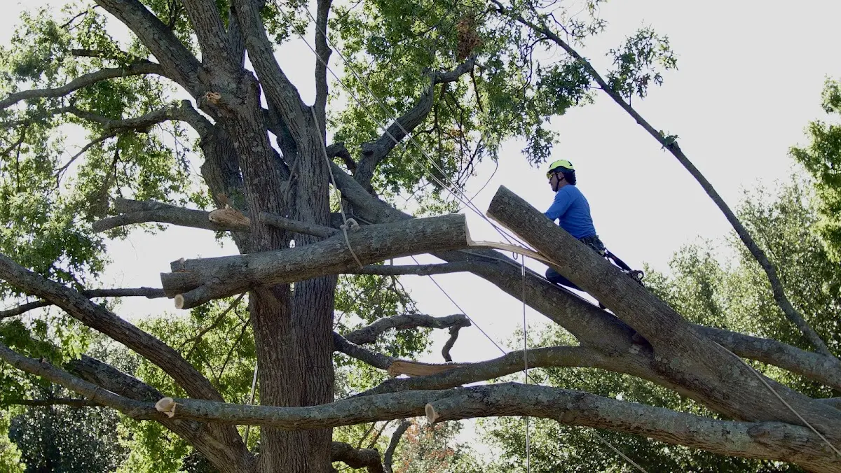 Professional Hazardous Tree Removal performed by certified arborists in Port Crane