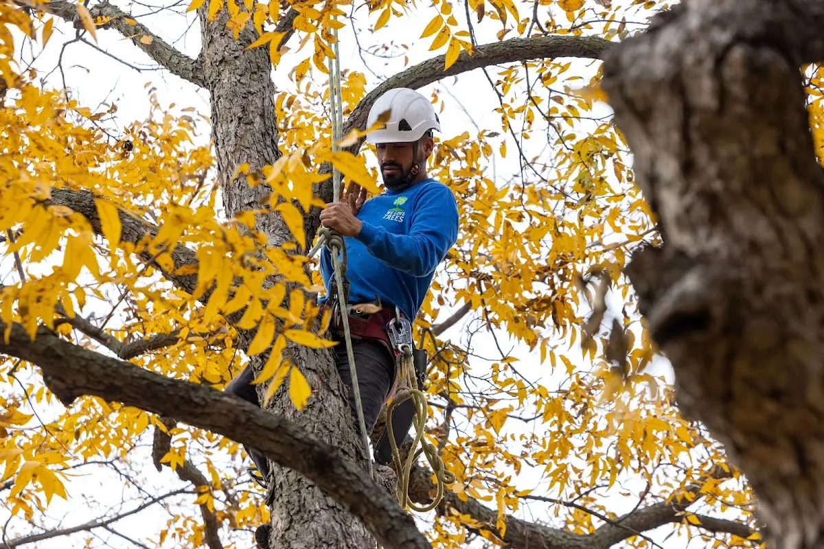 Skilled Tree Pruning crew working in Port Crane