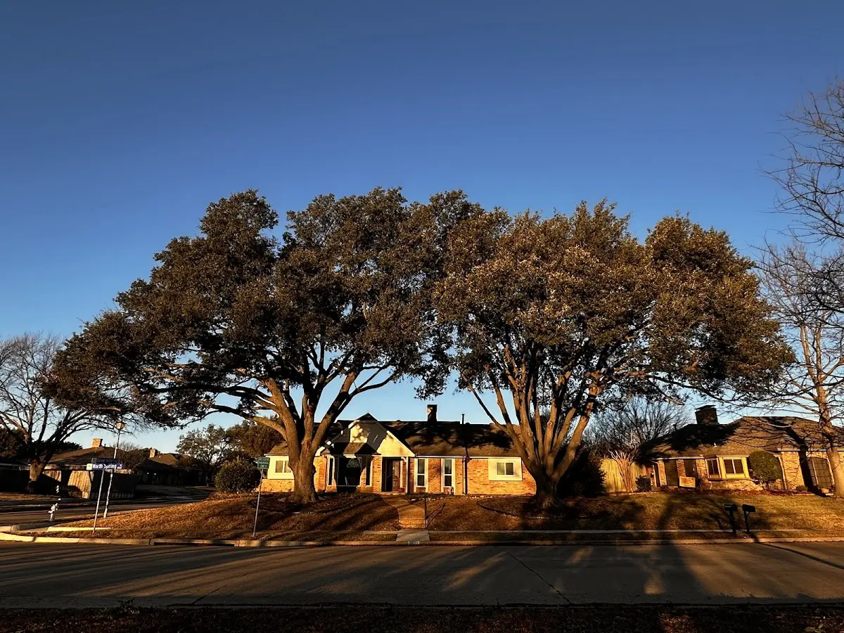 Established residential canopy tree shading a home in Port Crane